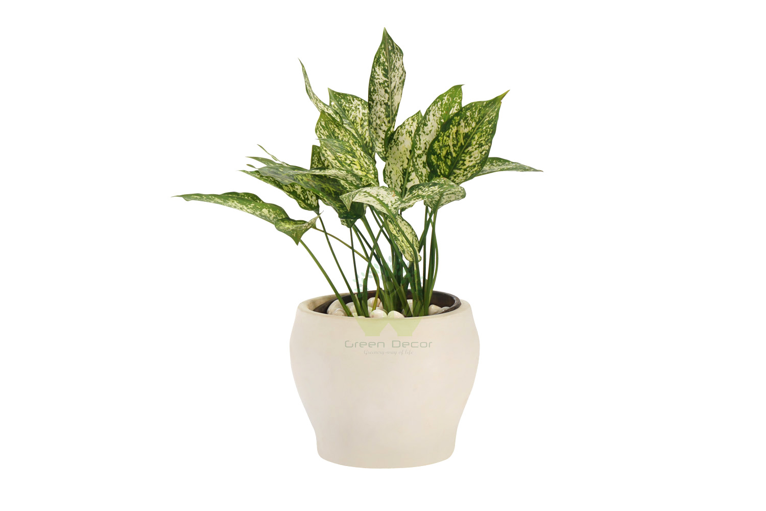Buy Agloanema White Plants Front VIew, White Pots and seeds in Delhi NCR by the best online nursery shop Greendecor.