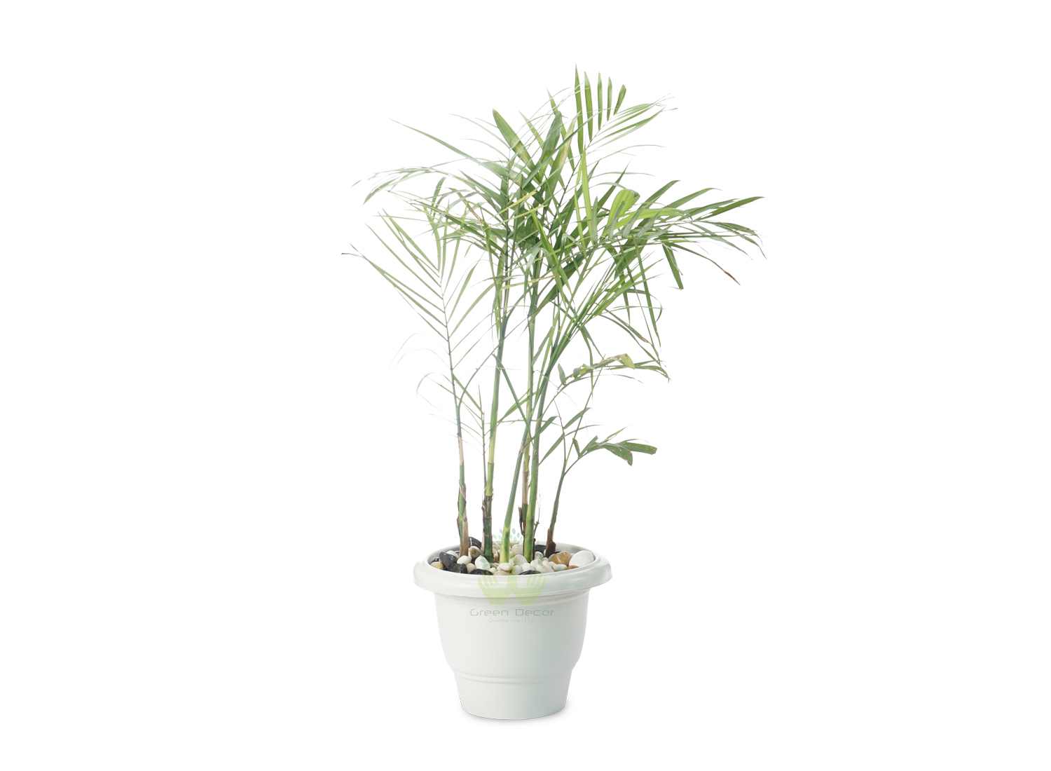 Buy Bamboo Palm Plants Front View , White Pots and seeds in Delhi NCR by the best online nursery shop Greendecor.
