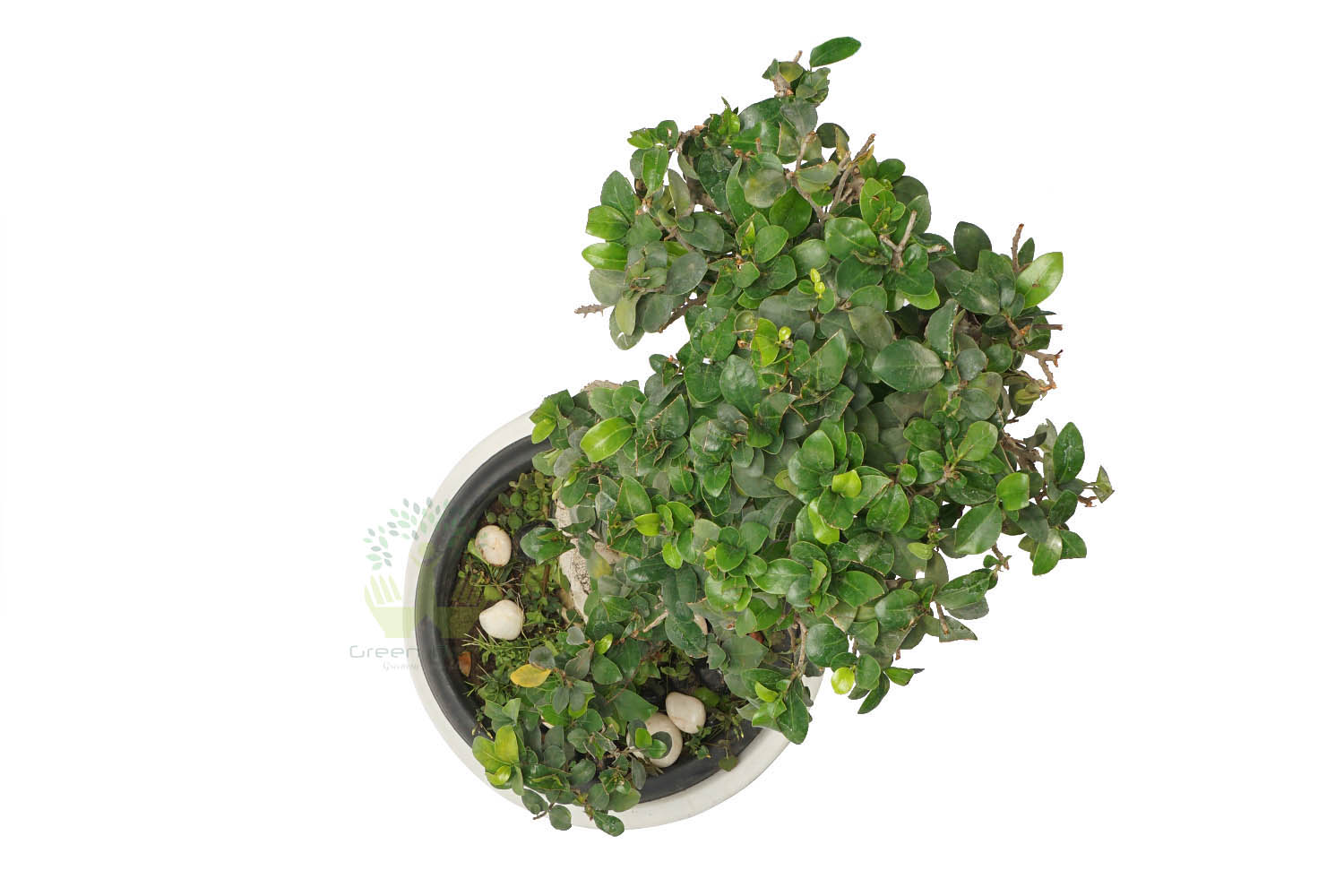 Buy Ficus Plant Top View by the best online nursery shop Greendecor.