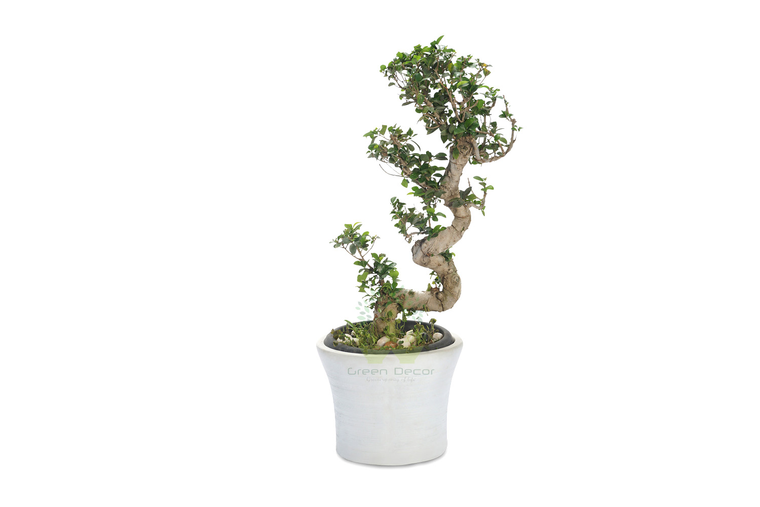 Buy Ficus Large Leaves Plant Front View, White Pots and Seeds in Delhi NCR by the best online nursery shop Greendecor.