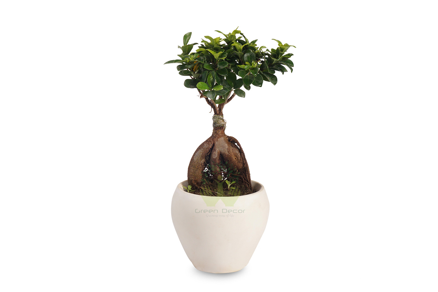 Buy Ficus Plants , White Pots and seeds in Delhi NCR by the best online nursery shop Greendecor.