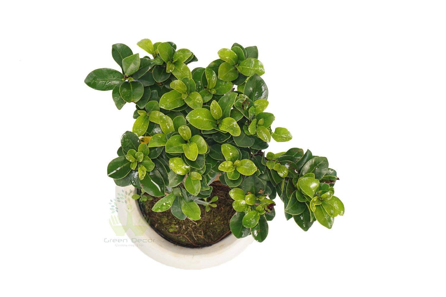 Buy Ficus Plants , White Pots and seeds in Delhi NCR by the best online nursery shop Greendecor.