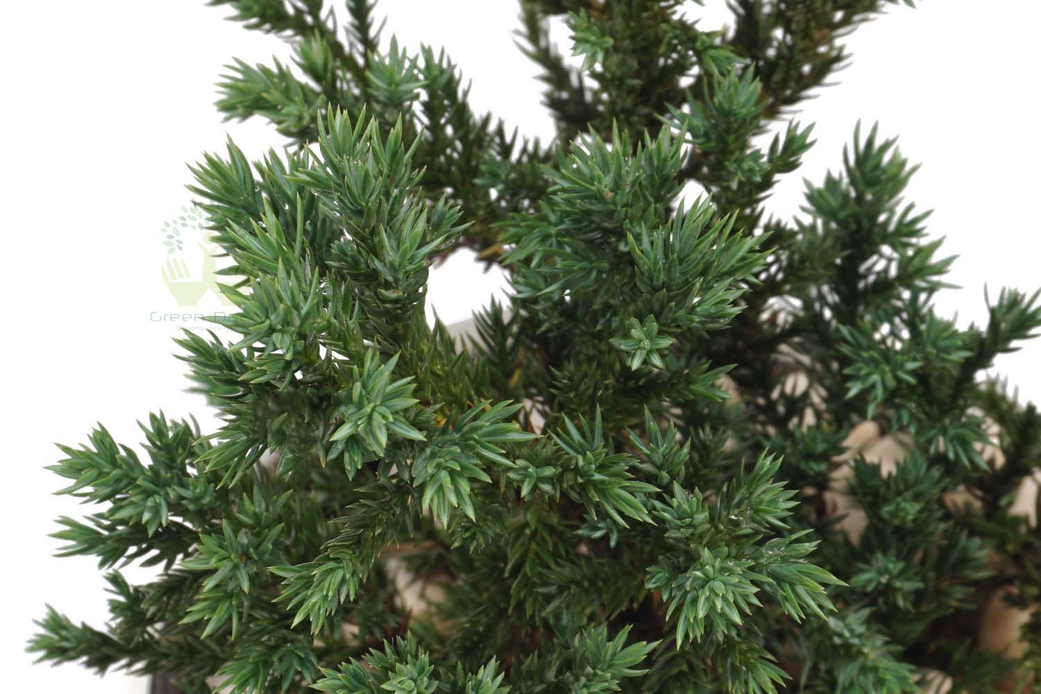 Buy Cedar Cypress Plants Closup View , White Pots and seeds in Delhi NCR by the best online nursery shop Greendecor.
