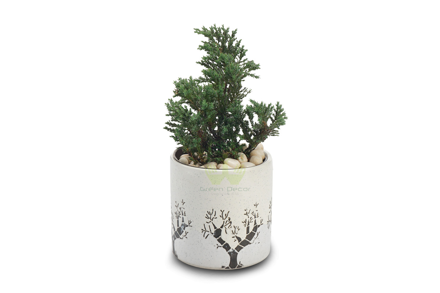 Buy Cedar Cypress Plants Front View , White Pots and seeds in Delhi NCR by the best online nursery shop Greendecor.