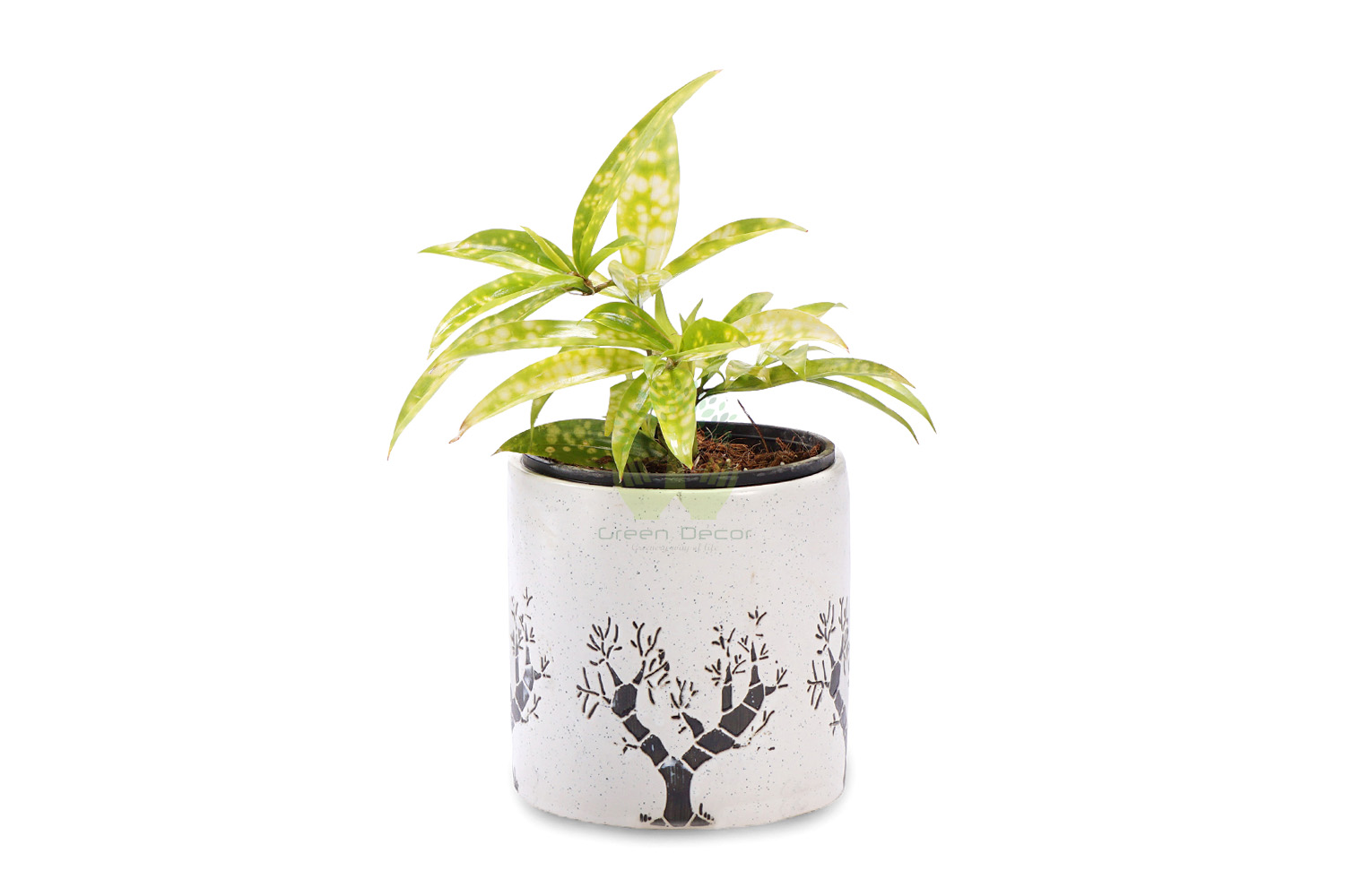 Buy Croton Codiaeum Plants , White Pots and seeds in Delhi NCR by the best online nursery shop Greendecor.