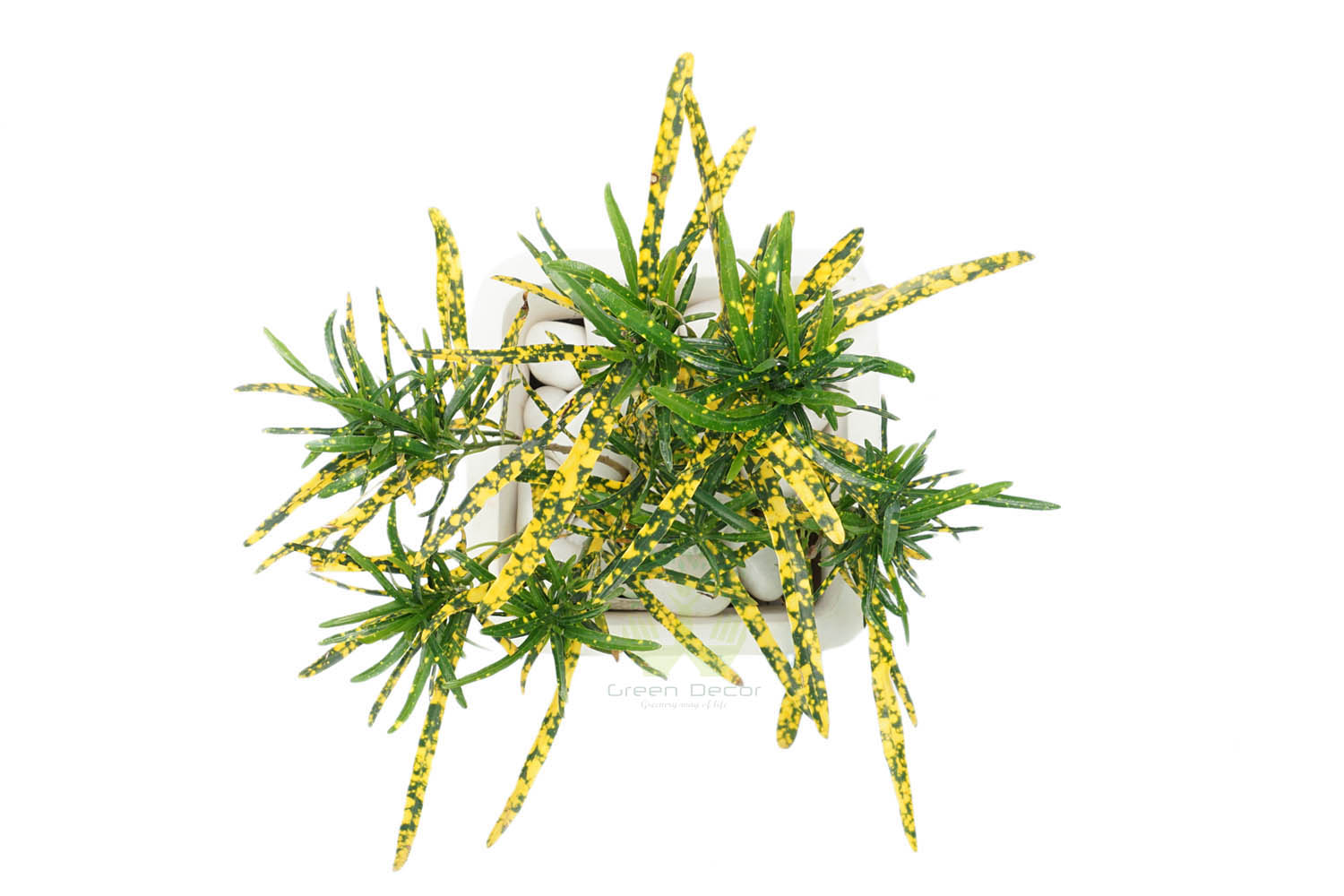 Buy Croton Golden Dust Thin Leaves Top View in Delhi NCR by the best online nursery shop Greendecor.