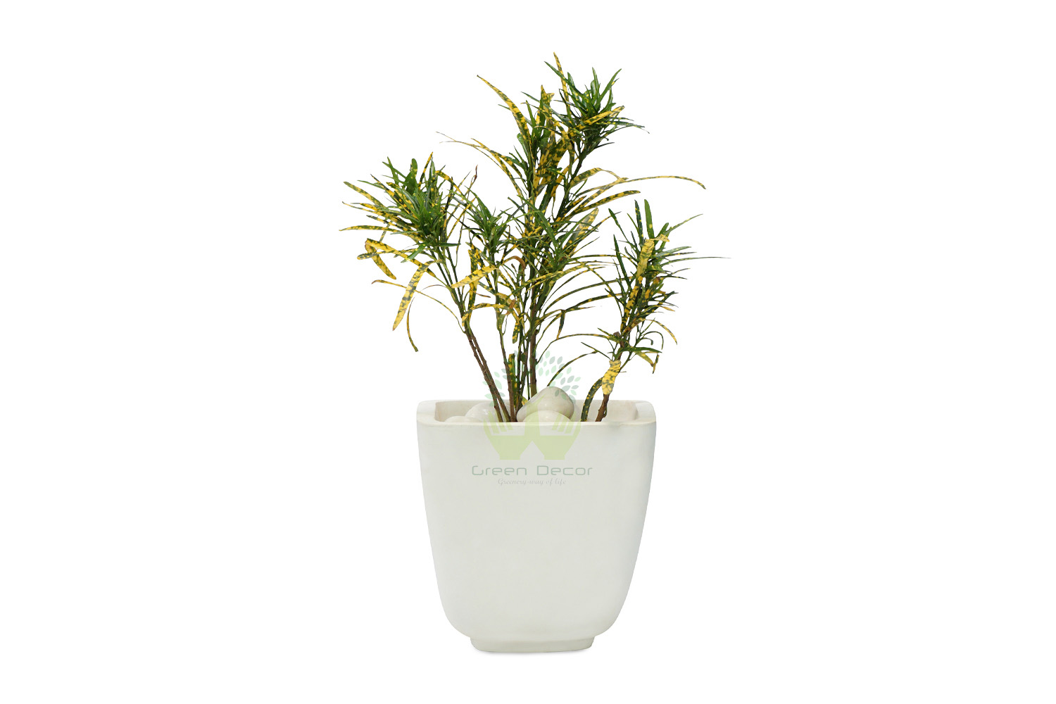 Buy Croton Golden Dust Thin Leaves Front View, White Pots and Seeds in Delhi NCR by the best online nursery shop Greendecor.