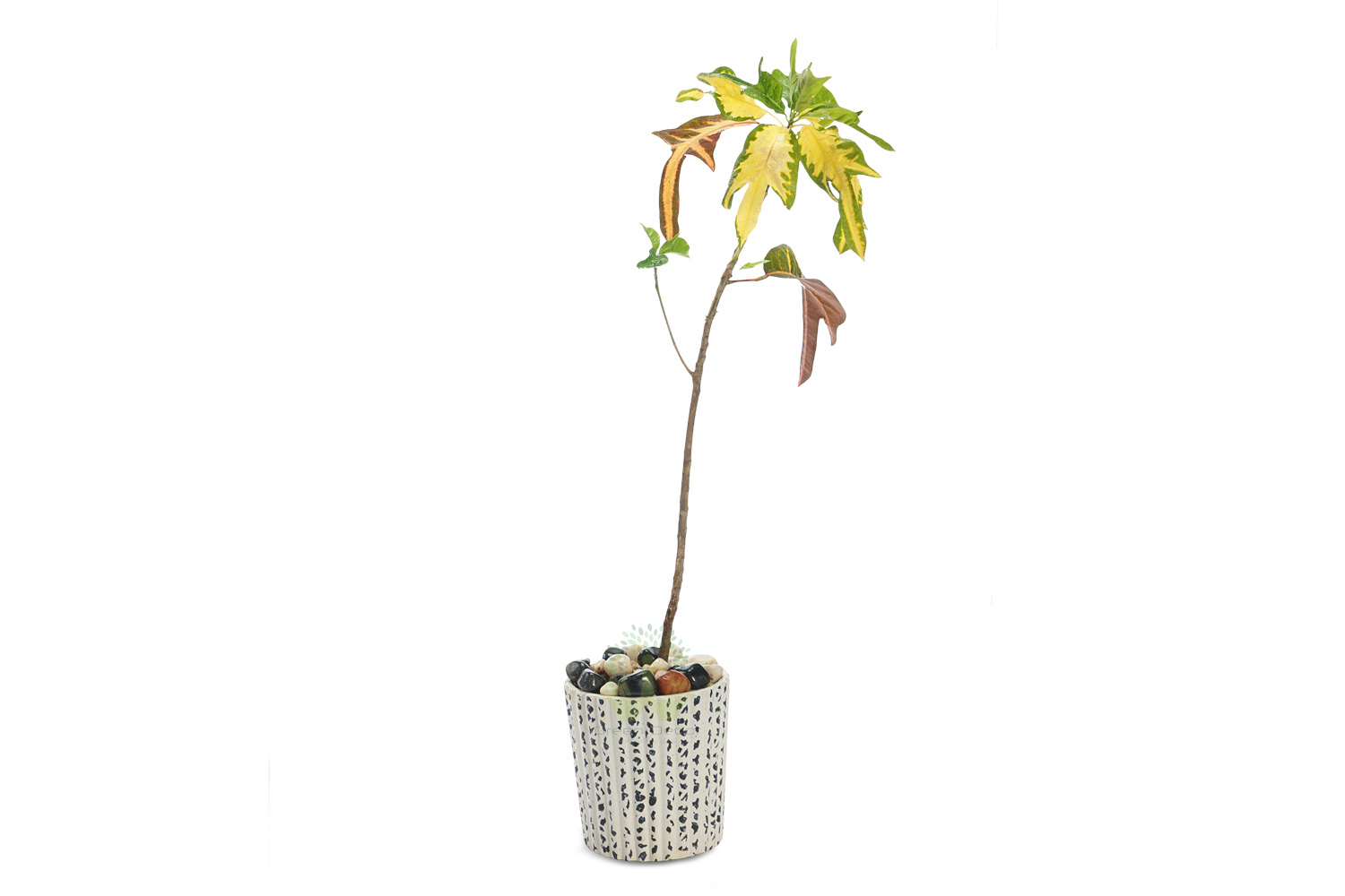 Buy Croton Variegatum Duckfoot Plants Front View , White Pots and seeds in Delhi NCR by the best online nursery shop Greendecor.