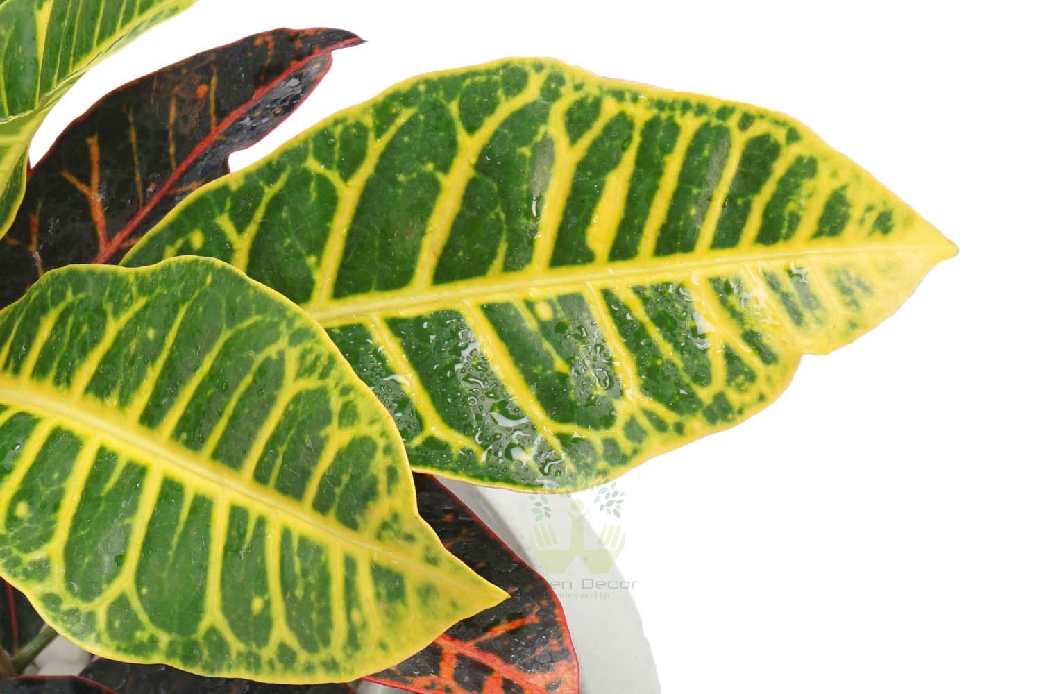 Buy Croton Variegatum Petra Plants , White Pots and seeds in Delhi NCR by the best online nursery shop Greendecor.
