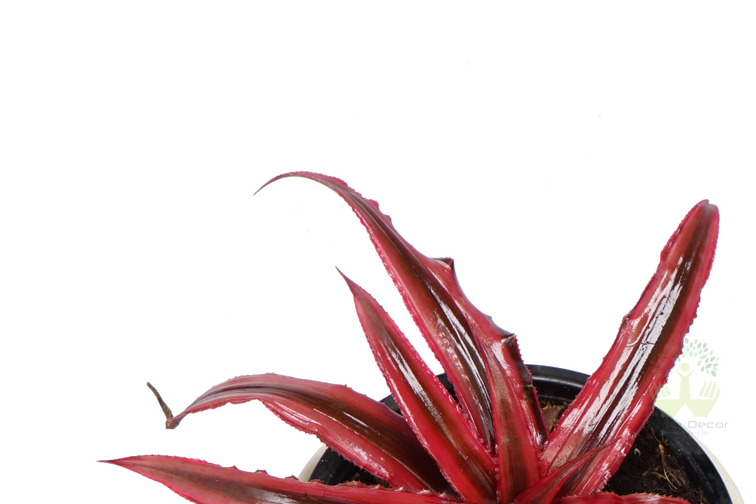 Buy Cryptanthus Plant Top View, White Pots and Seeds in Delhi NCR by the best online nursery shop Greendecor.