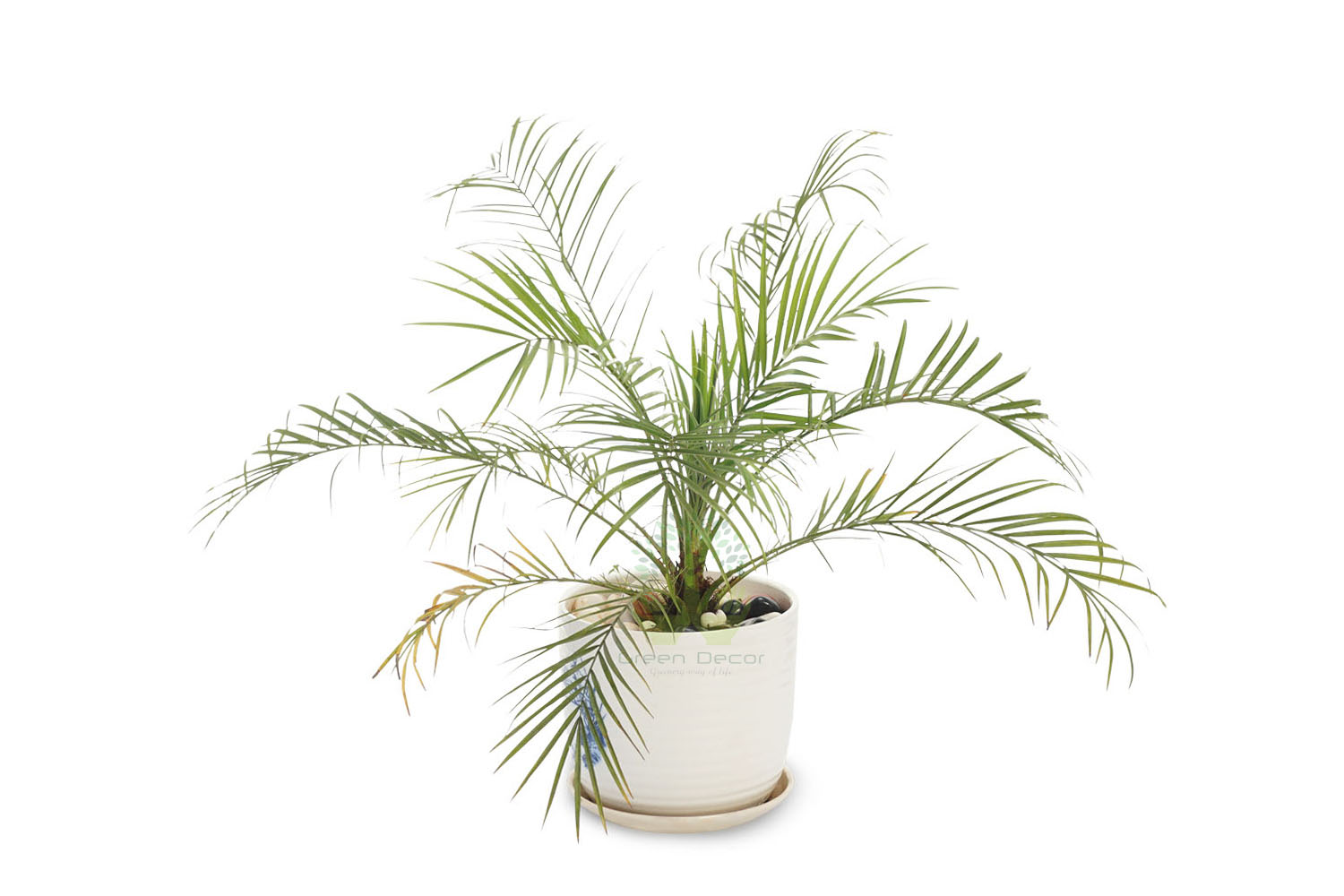 Buy Dwarf Date Palm Plants , White Pots and seeds in Delhi NCR by the best online nursery shop Greendecor.