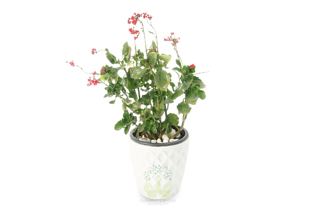 Buy Kalanchoe Milloti Plants Front View , White Pots and seeds in Delhi NCR by the best online nursery shop Greendecor.