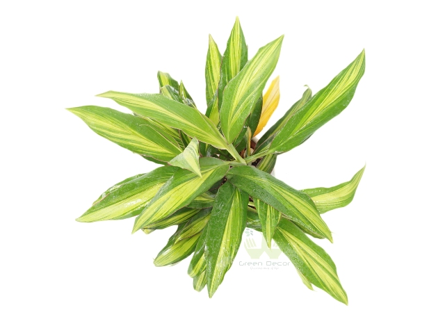 Buy Dracaena- Kiwi Plant Top View, White Pots and Seeds in Delhi NCR by the best online nursery shop Greendecor.