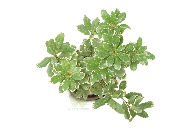 Buy Ficus Benjamina Plant Front View, White Pots and Seeds in Delhi NCR by the best online nursery shop Greendecor.