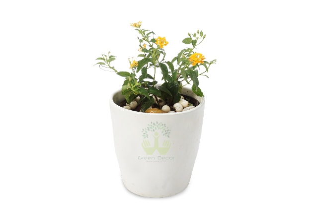Buy Lantana Plant Front View, White Pots and Seeds in Delhi NCR by the best online nursery shop Greendecor.