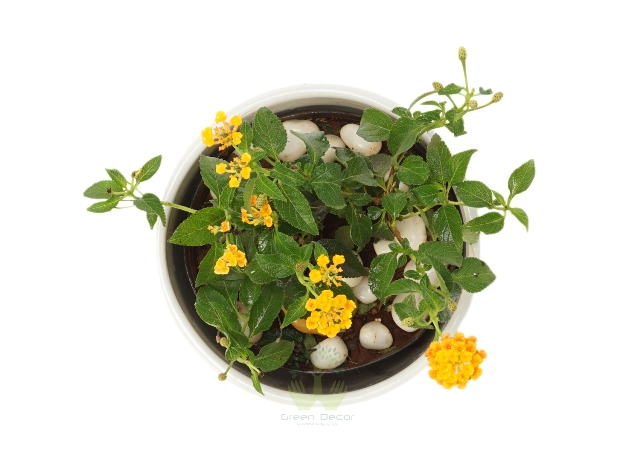 Buy Lantana Plant Top View, White Pots and Seeds in Delhi NCR by the best online nursery shop Greendecor.