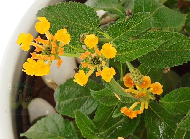 Buy Lantana Plant Leaves View, White Pots and Seeds in Delhi NCR by the best online nursery shop Greendecor.