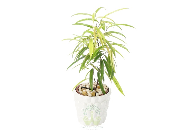 Buy Ficus Plant Front View, White Pots and Seeds in Delhi NCR by the best online nursery shop Greendecor.
