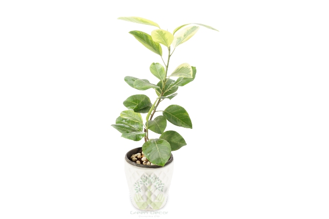 Buy Banyan Plant Front View, White Pots and Seeds in Delhi NCR by the best online nursery shop Greendecor.