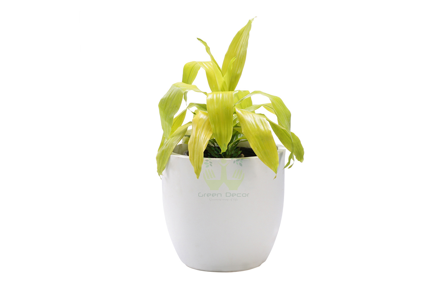 BuyDracaena Golden Plants , White Pots and seeds in Delhi NCR by the best online nursery shop Greendecor.