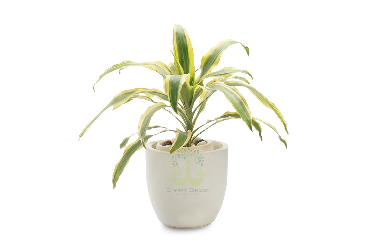Buy Dracaena victoria Plants , White Pots and seeds in Delhi NCR by the best online nursery shop Greendecor.