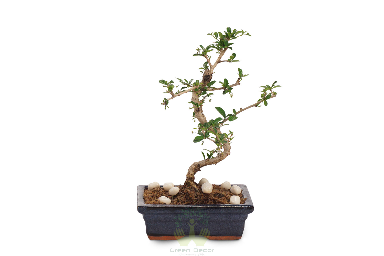 Buy Ficus Plant Front View , White Pots and Seeds in Delhi NCR by the best online nursery shop Greendecor.