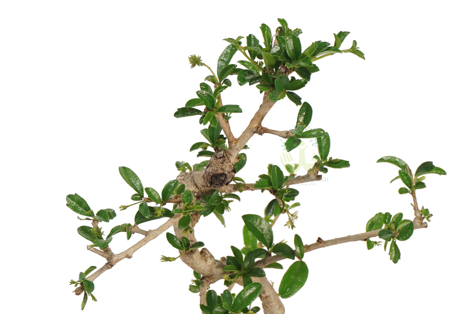 Buy Ficus Plant Top View , White Pots and Seeds in Delhi NCR by the best online nursery shop Greendecor.