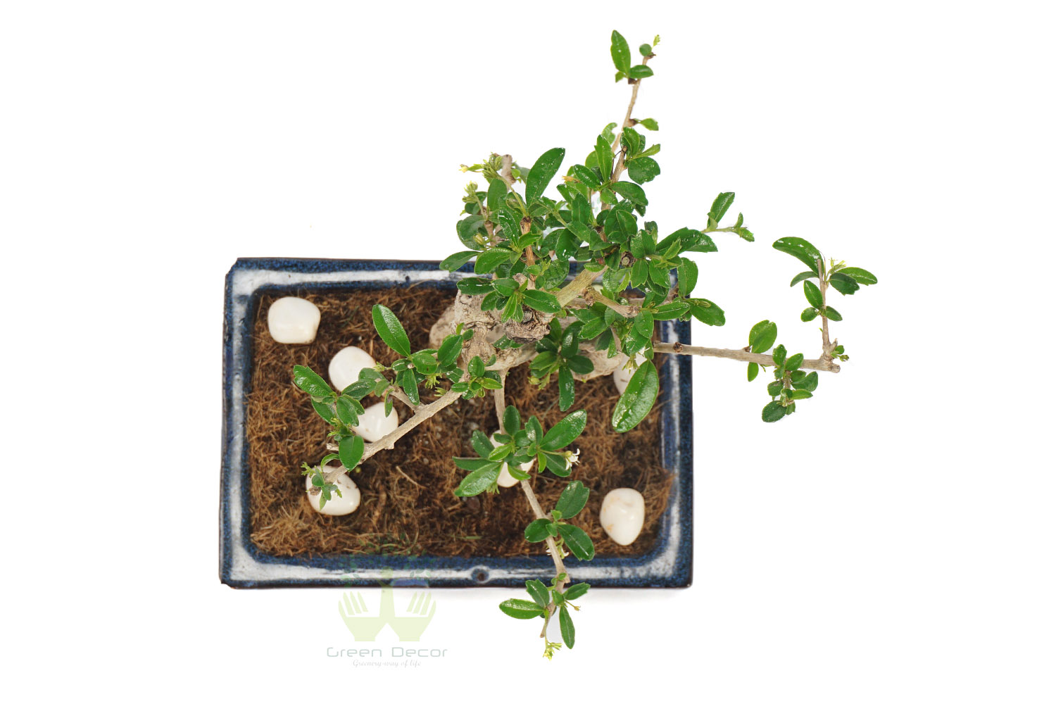 Buy Ficus Plant Leaves View , White Pots and Seeds in Delhi NCR by the best online nursery shop Greendecor.
