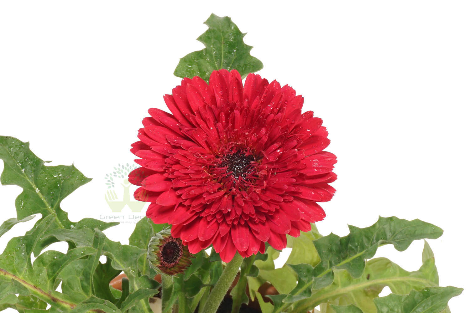Buy Gerbera Pink Plant Leaves View, White Pots and Seeds in Delhi NCR by the best online nursery shop Greendecor.