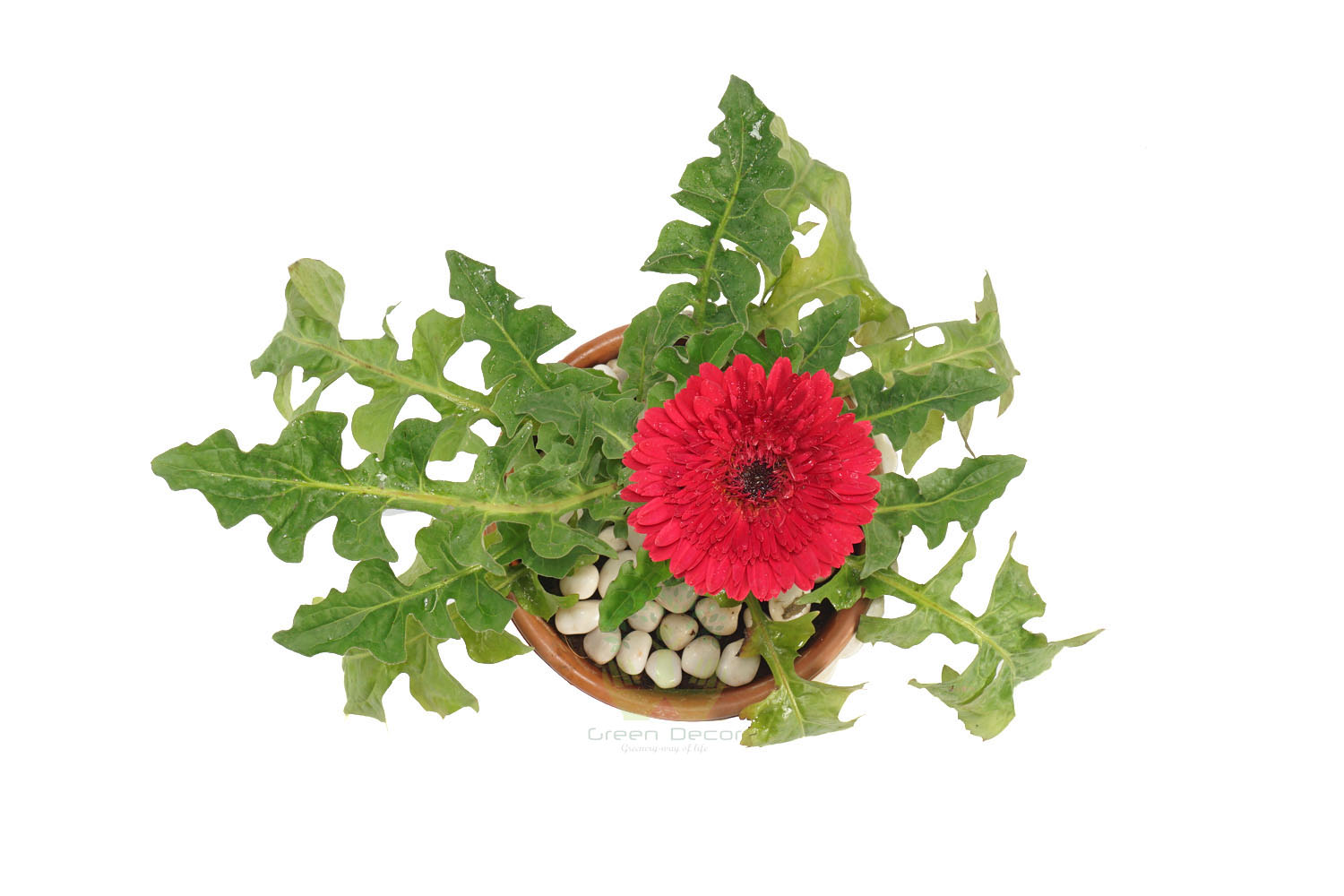 Buy Gerbera Pink Plant Top View by the best online nursery shop Greendecor.