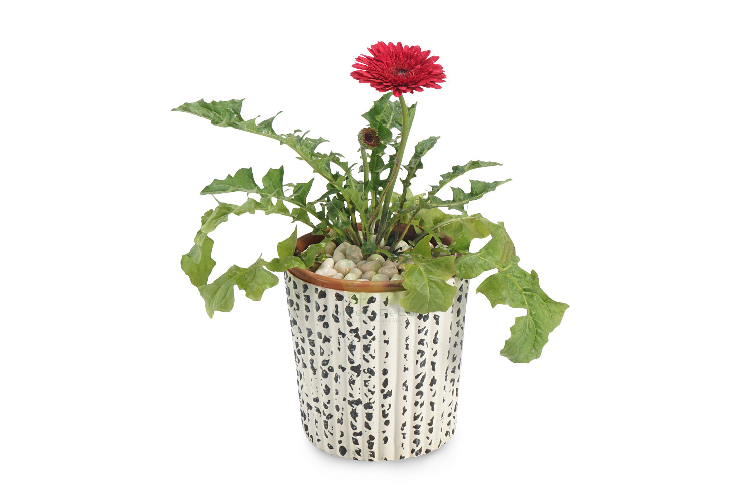 Buy Gerbera Pink Plant Front View, White Pots and Seeds in Delhi NCR by the best online nursery shop Greendecor.