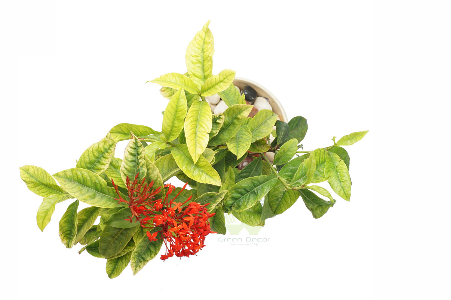 Buy Ixora Plant Top View by the best online nursery shop Greendecor.