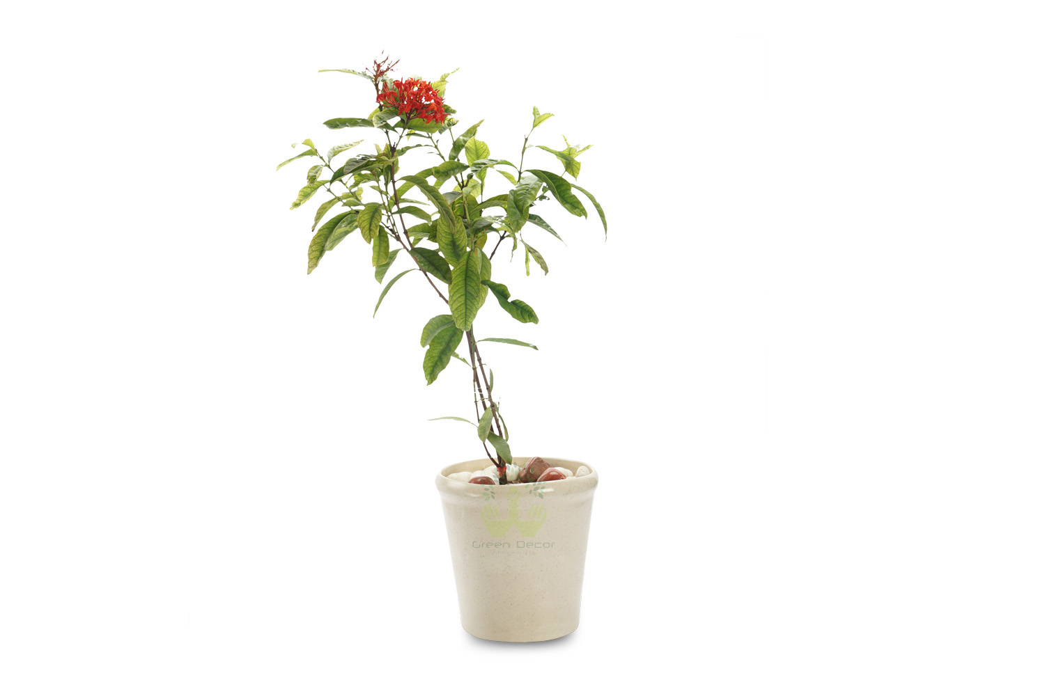 Buy Ixora Plant Front View, White Pots and Seeds in Delhi NCR by the best online nursery shop Greendecor.