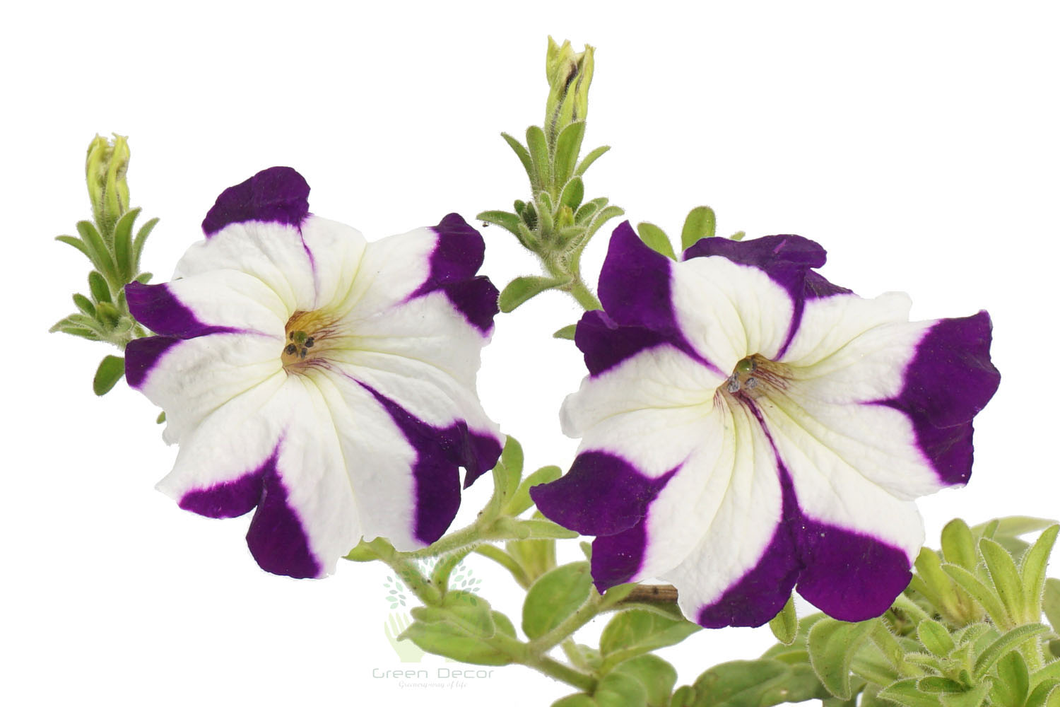 Buy Petunia Voilet closeup View , White Pots and seeds in Delhi NCR by the best online nursery shop Greendecor.