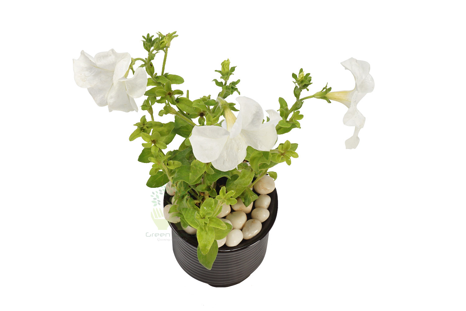Buy Petunia White Plant Top View by the best online nursery shop Greendecor.