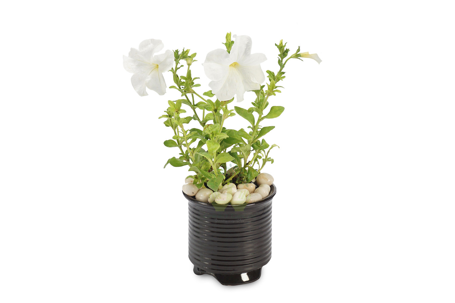 Buy Petunia White Plant Front View, White Pots and Seeds in Delhi NCR by the best online nursery shop Greendecor.