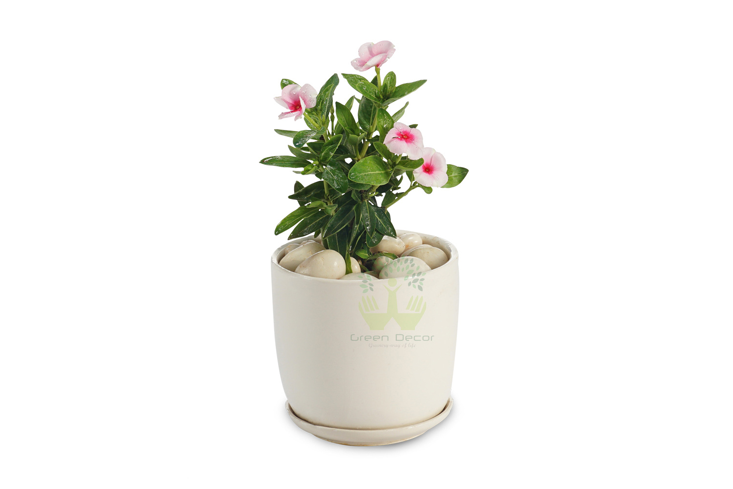 Buy Periwinkle pink Plants , White Pots and seeds in Delhi NCR by the best online nursery shop Greendecor.