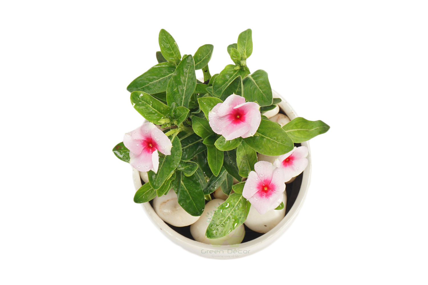 Buy Periwinkle pink Plants , White Pots and seeds in Delhi NCR by the best online nursery shop Greendecor.