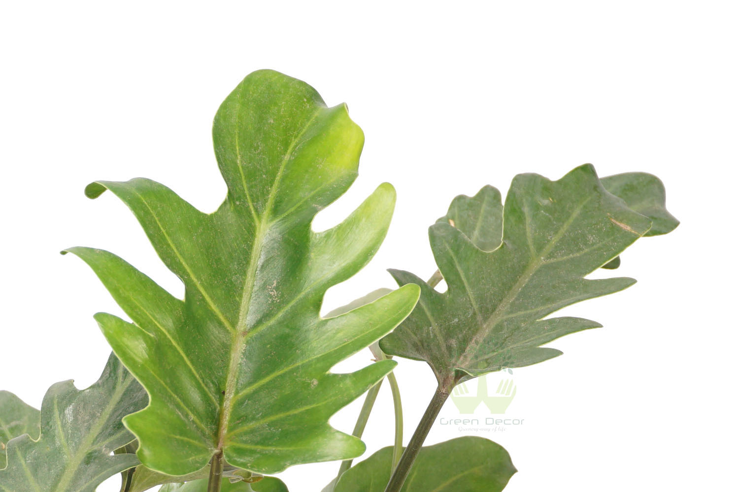 Buy Philodendron Xanadu Plant Leaves View in Delhi NCR by the best online nursery shop Greendecor.