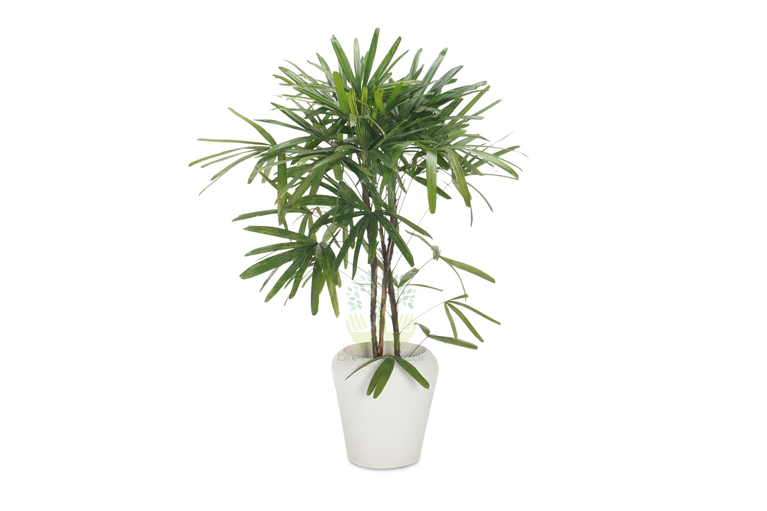 Buy Broadleaf Lady Palm Plants Front View , White Pots and seeds in Delhi NCR by the best online nursery shop Greendecor.