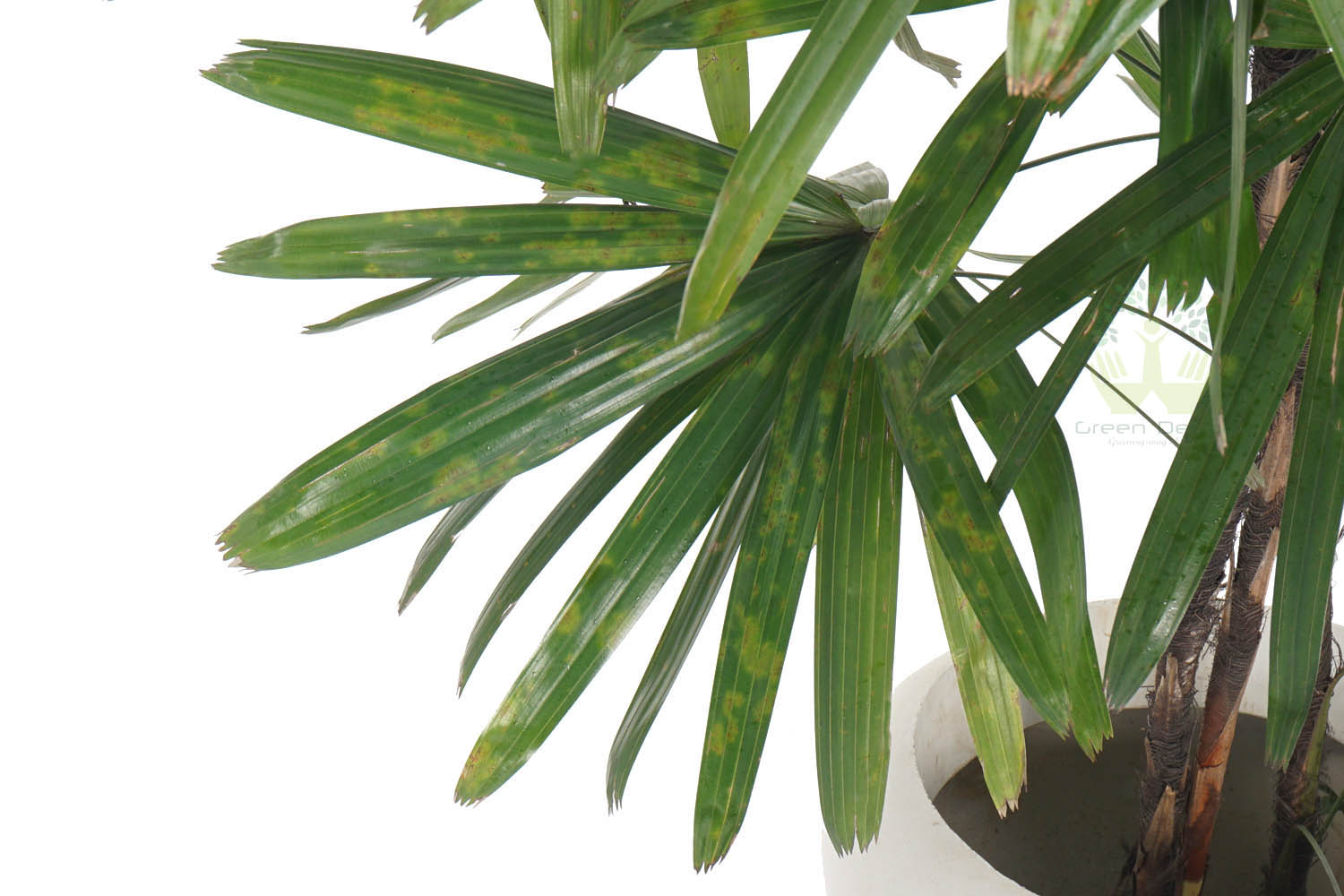 Buy Broadleaf Lady Palm Plants Leaves View , White Pots and seeds in Delhi NCR by the best online nursery shop Greendecor.