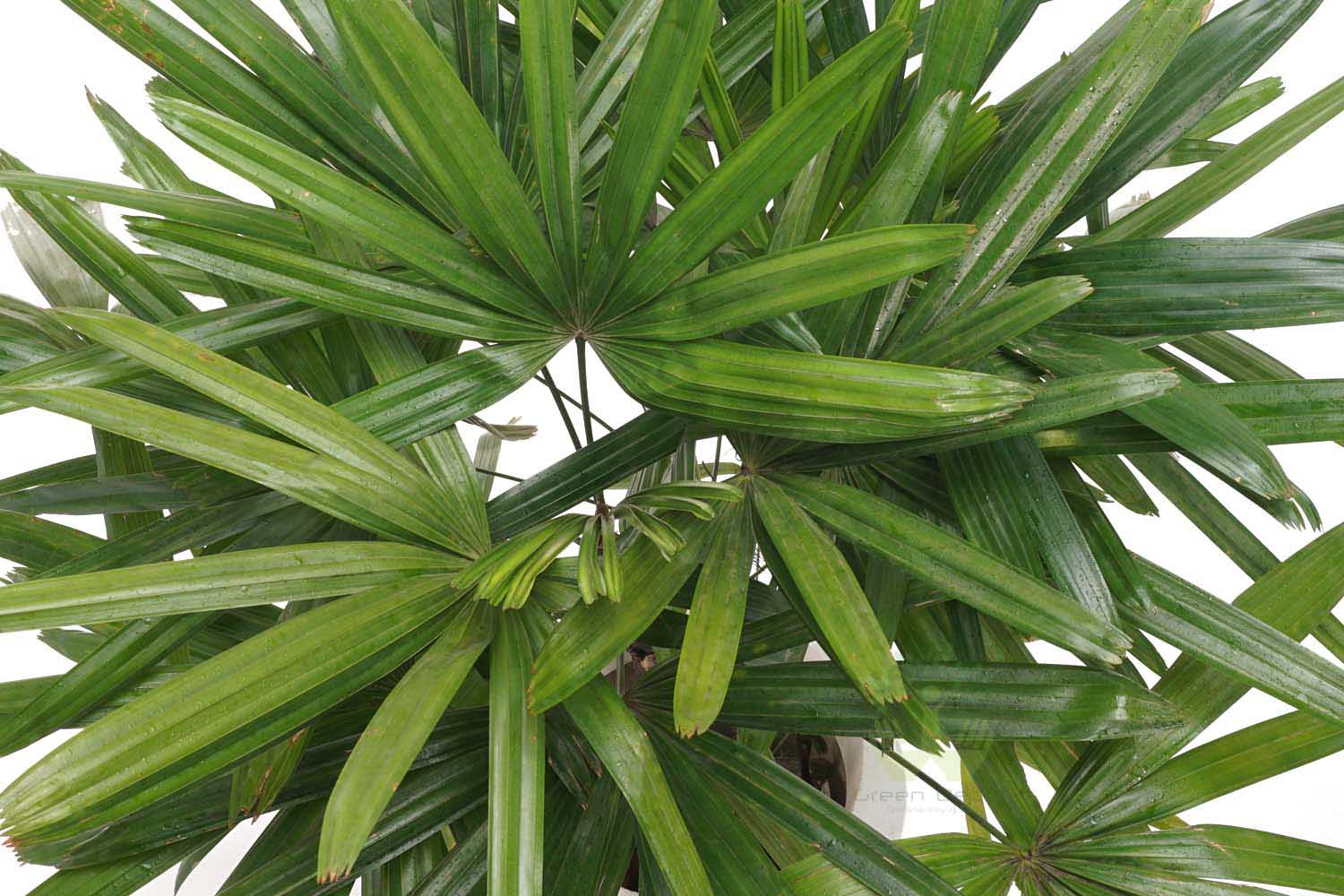 Buy Broadleaf Lady Palm Plants Top View , White Pots and seeds in Delhi NCR by the best online nursery shop Greendecor.