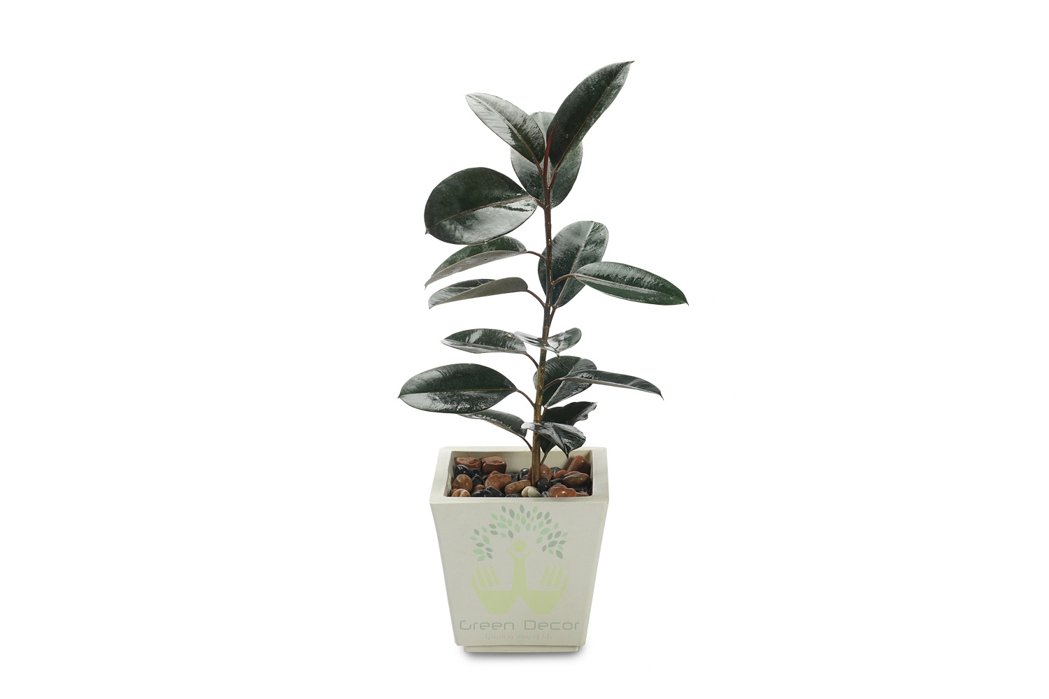 Buy Rubber Plants , White Pots and seeds in Delhi NCR by the best online nursery shop Greendecor.