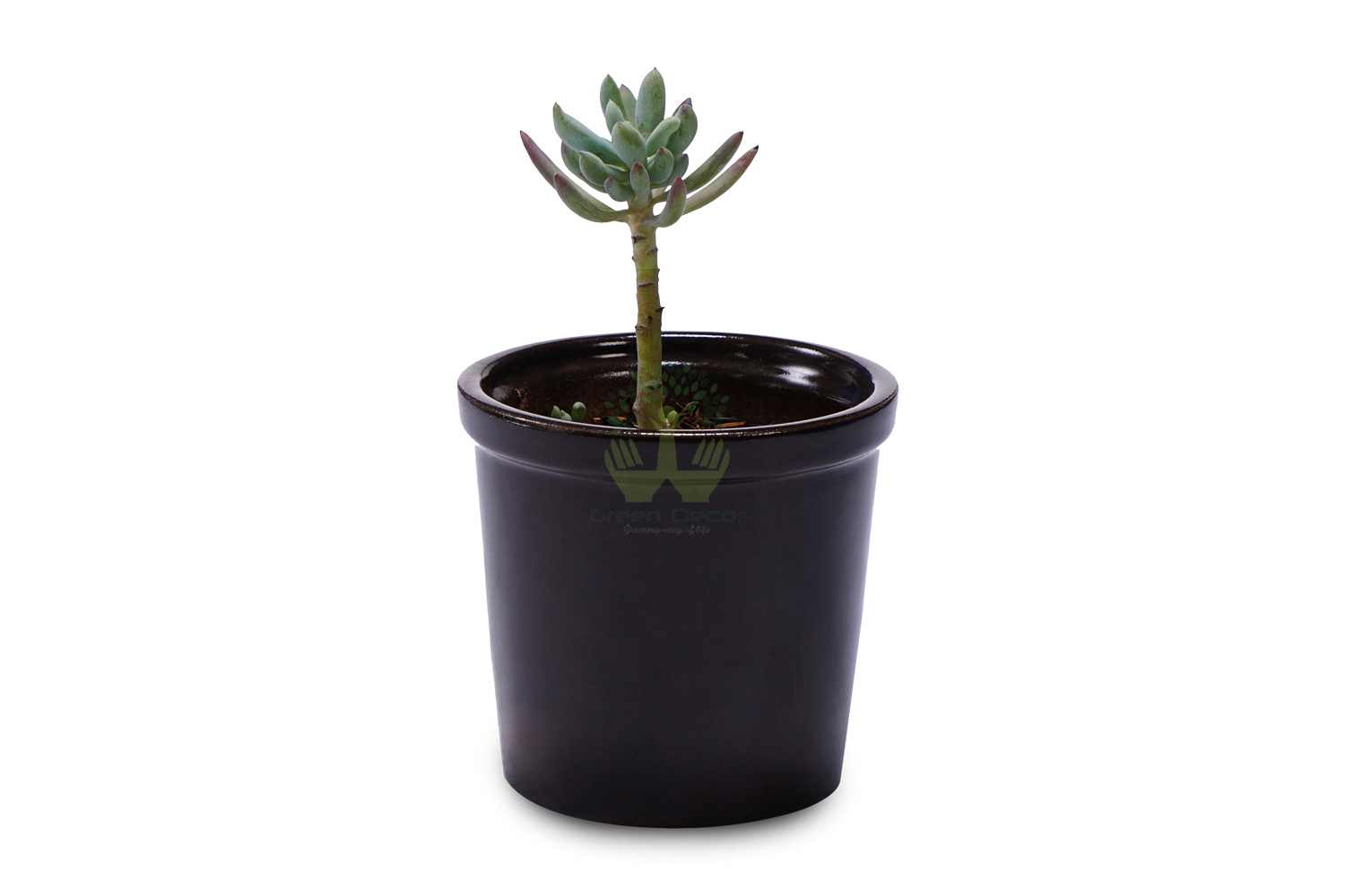 Buy Sedum Adolphi Plants , White Pots and seeds in Delhi NCR by the best online nursery shop Greendecor.