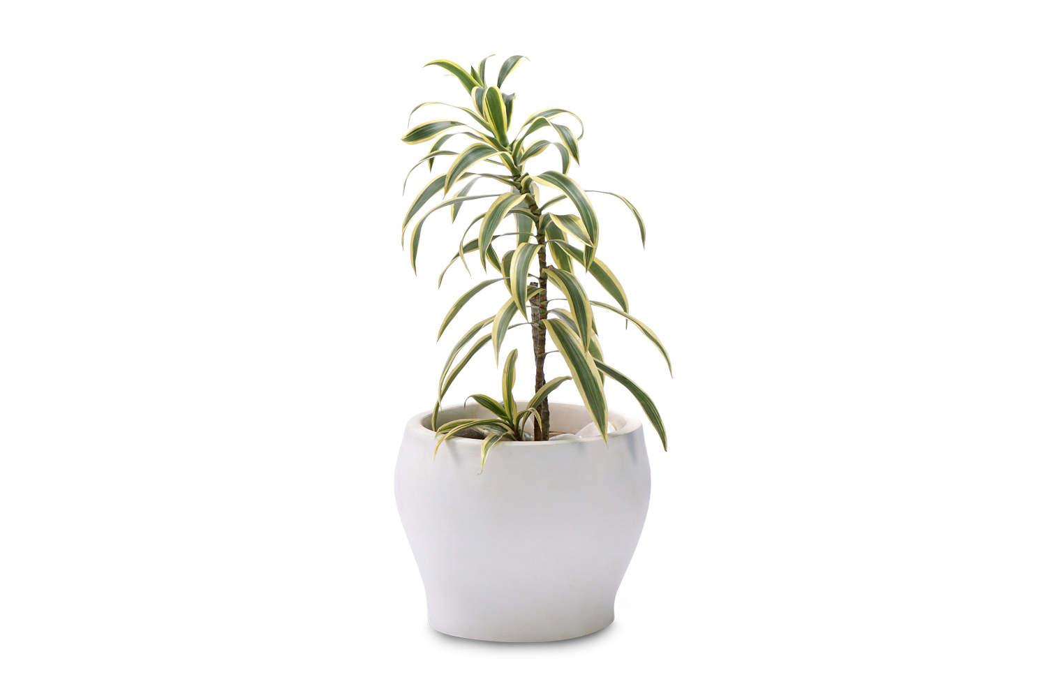 Buy  Dracena Plants , White Pots and seeds in Delhi NCR by the best online nursery shop Greendecor.