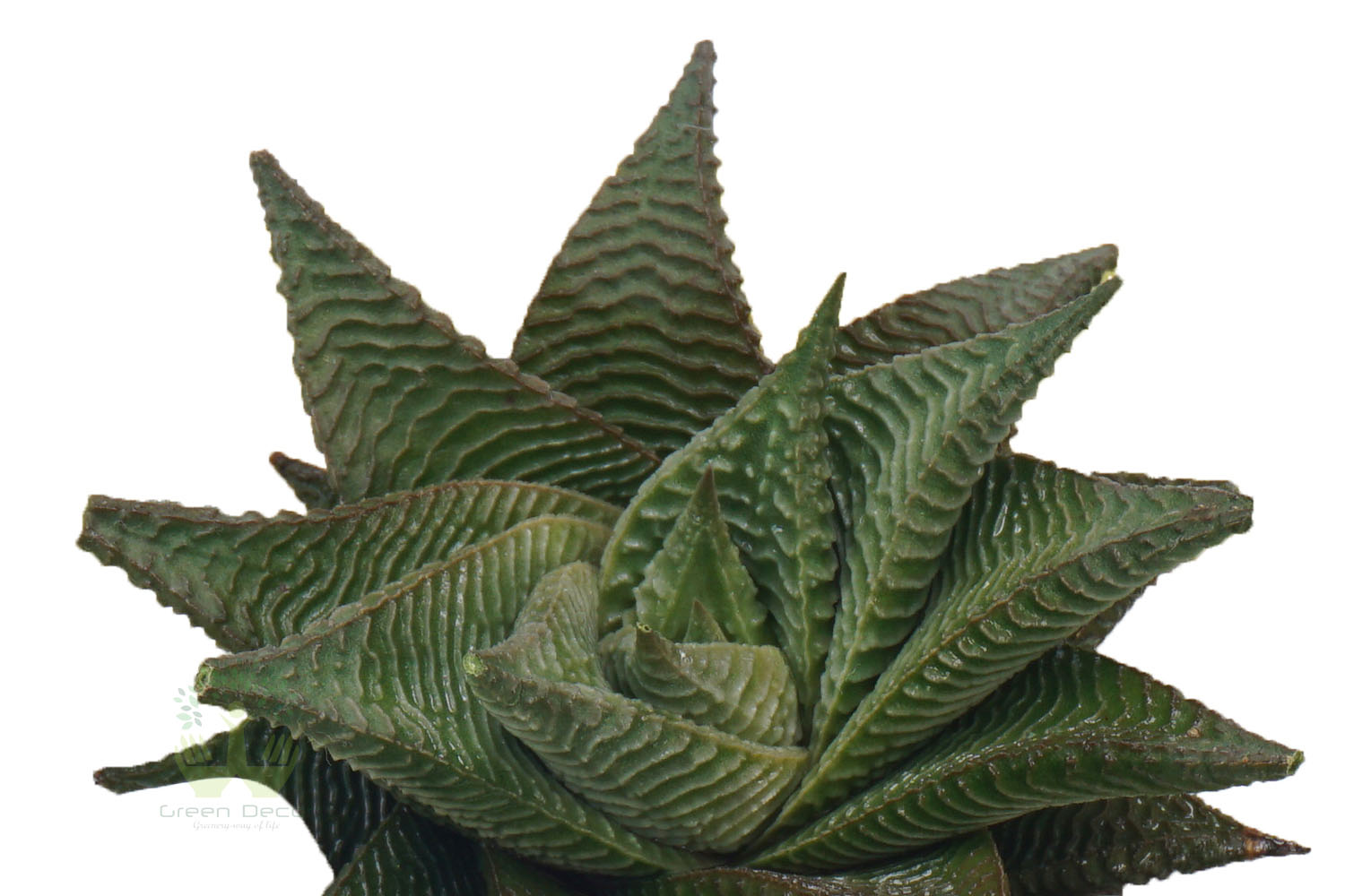 Buy Haworthia reinwardti Plants , White Pots and seeds in Delhi NCR by the best online nursery shop Greendecor.