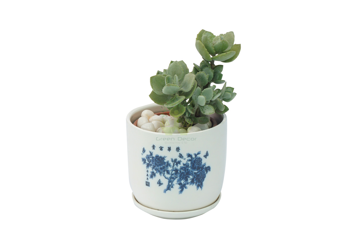 Buy Echeveria Plant Front View, White Pots and Seeds in Delhi NCR by the best online nursery shop Greendecor.