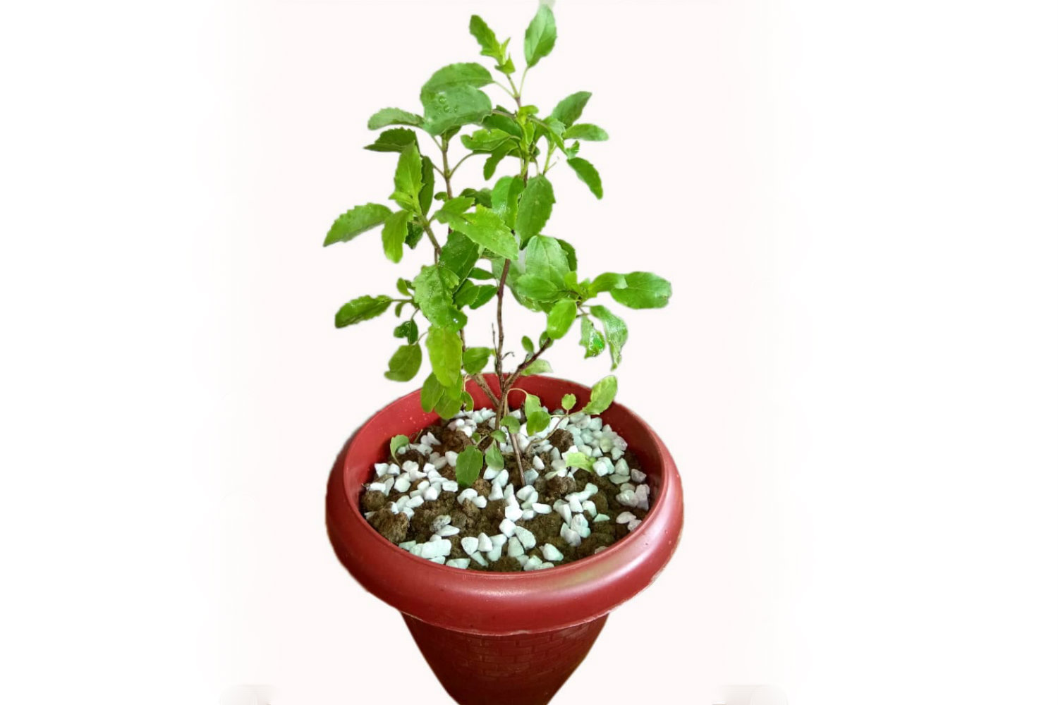 Side view of high quality Tulsi plant from Green Decor