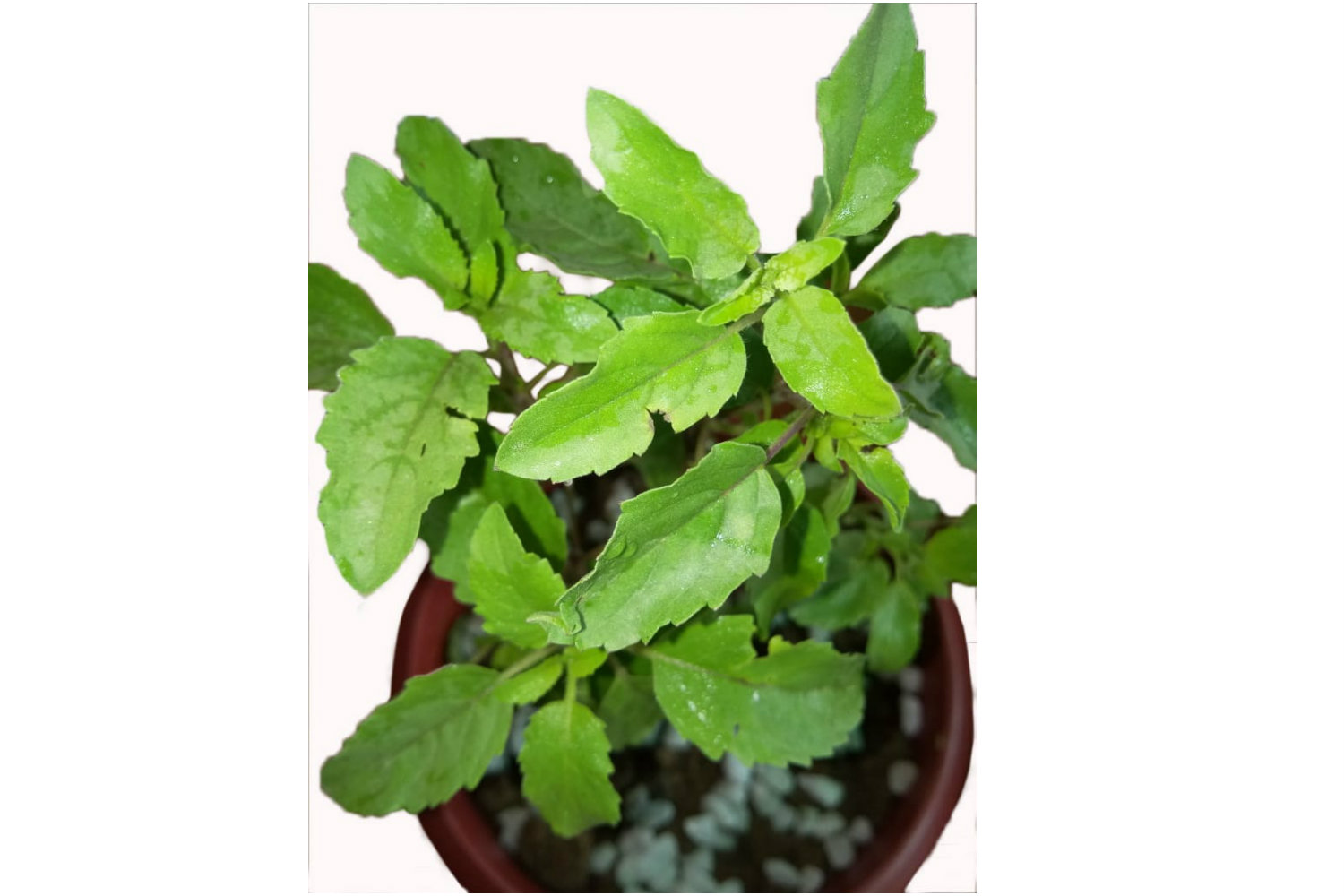 Upper view of high quality Tulsi plant by Green Decor