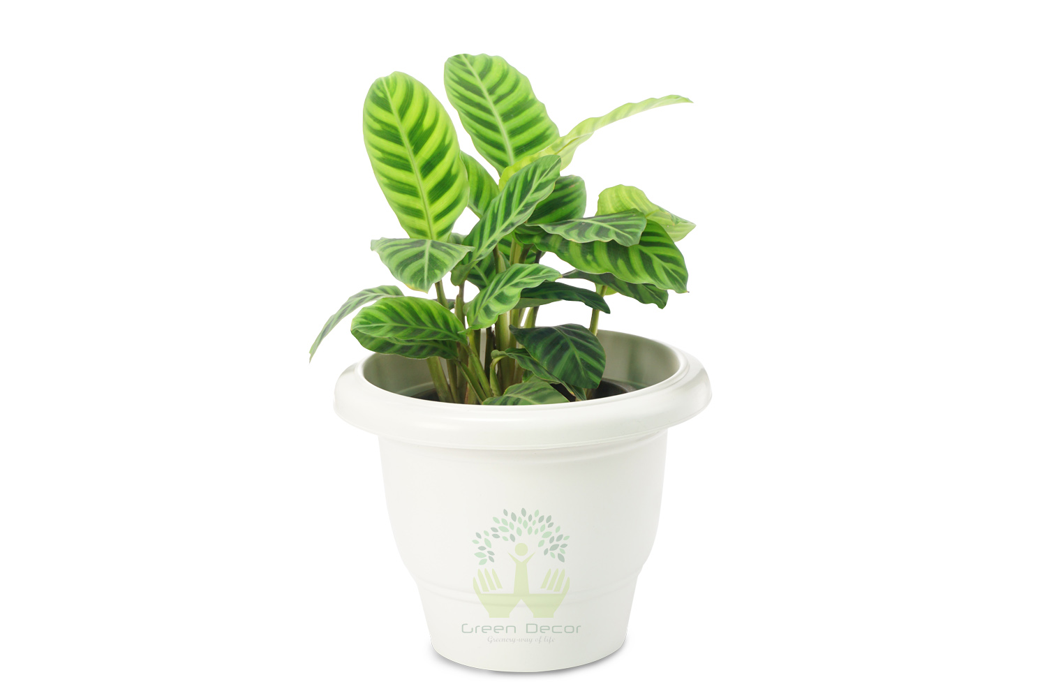 Buy Zebra Plant Front View , White Pots and Seeds in Delhi NCR by the best online nursery shop Greendecor.